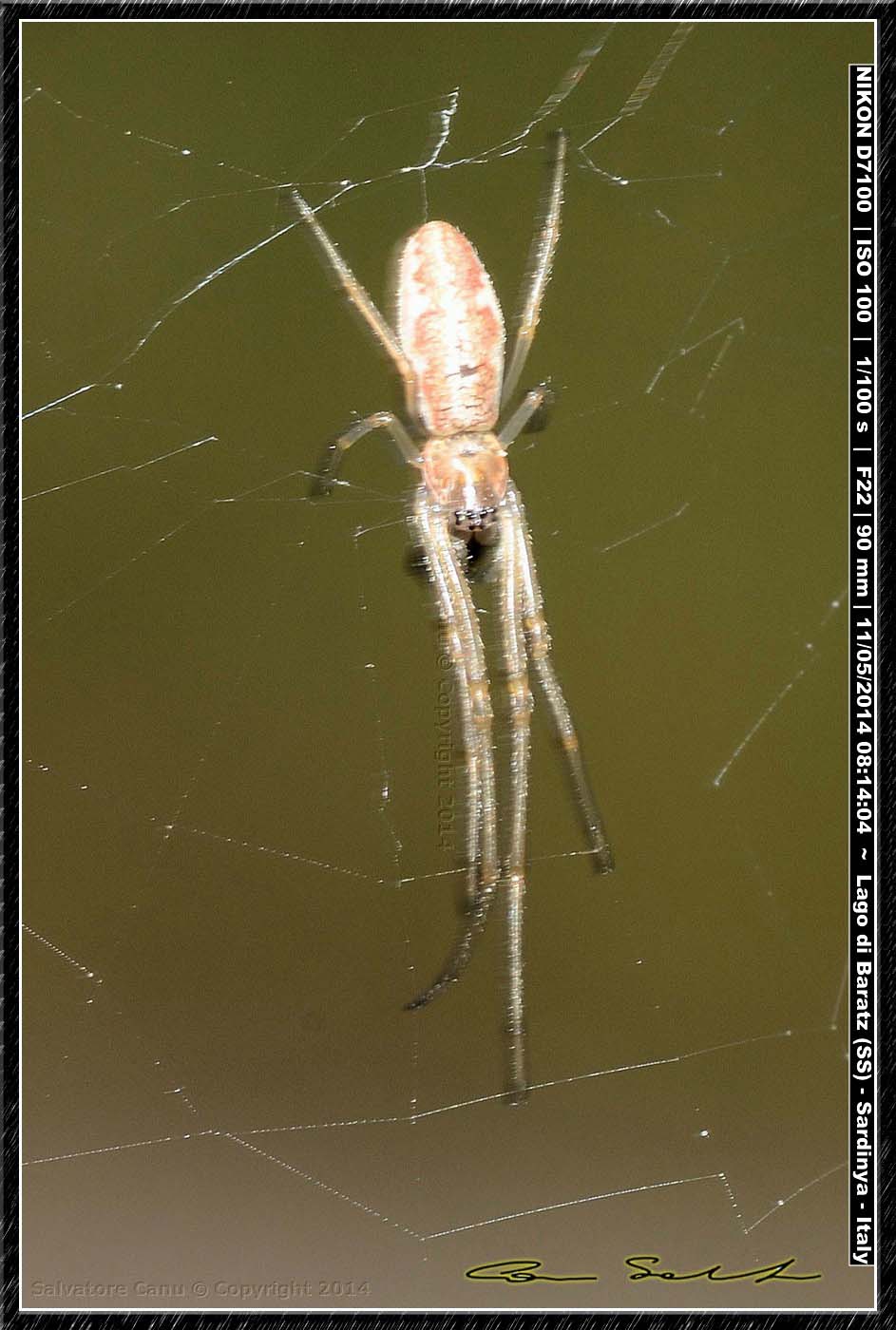 Tetragnatha sp. dal Lago di Baratz (SS)